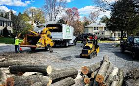 Best Tree Removal  in USA